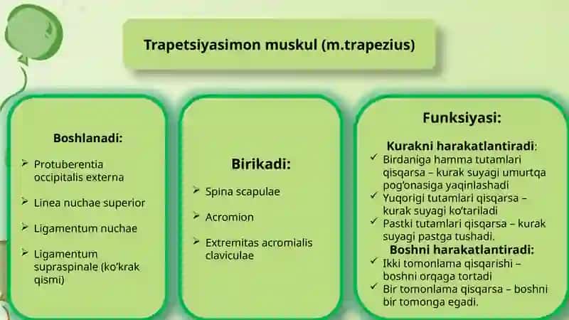 Odam organizmi mushaklari 4