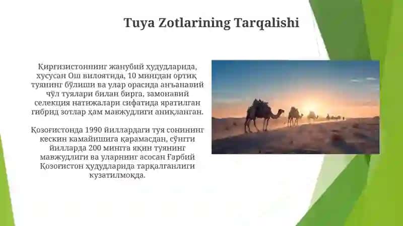 Qoraqo'l Tuya Zotining Xususiyatlari 4