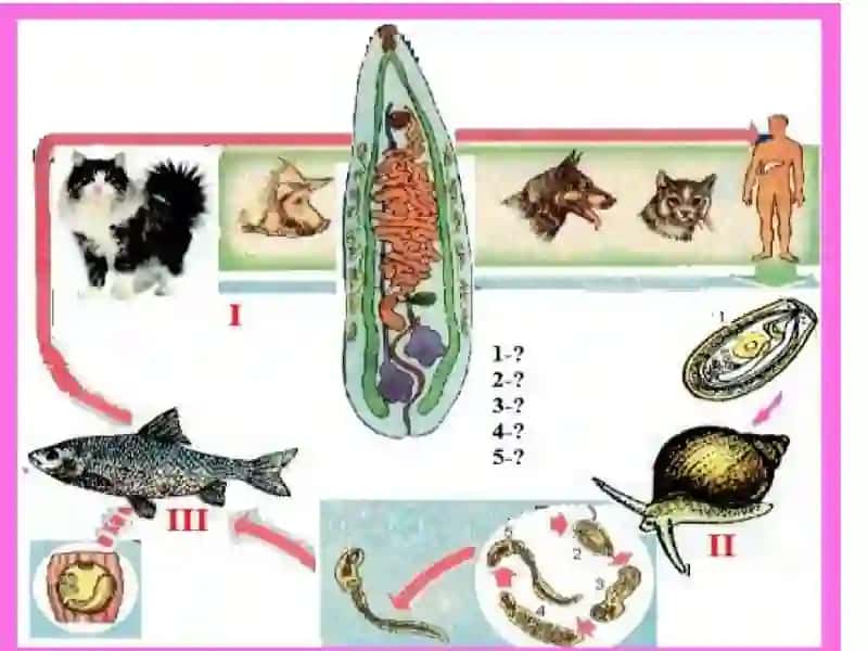So‘rg‘ichlilar (Trematodes) sinfi 4