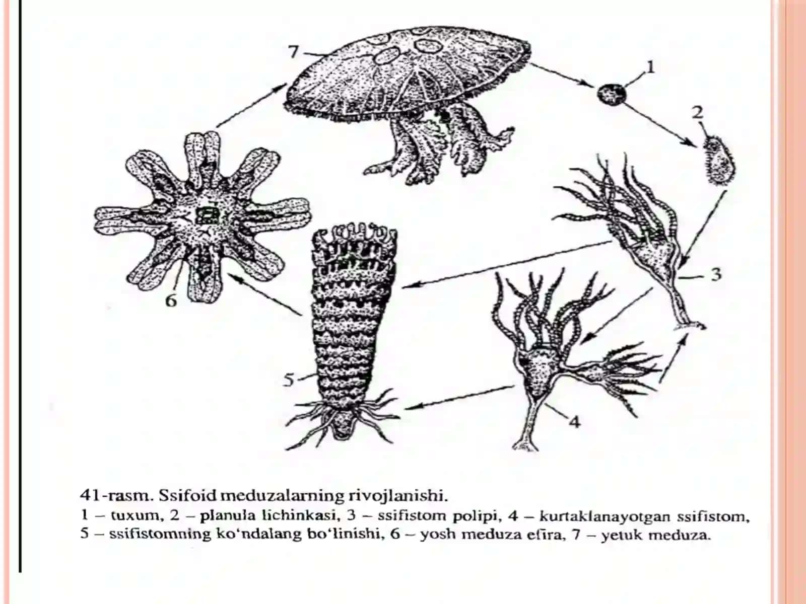 GIDROZOYLAR (HYDROZOA) SINFI 4