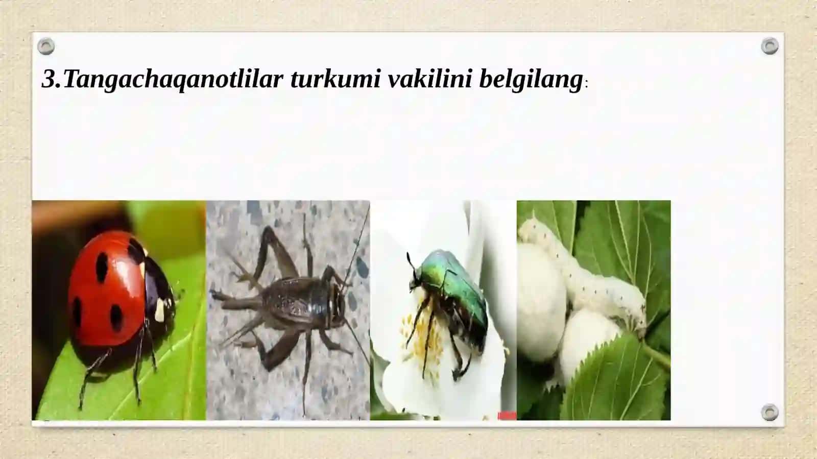 PARDAQANOTLILAR TURKUMI 4
