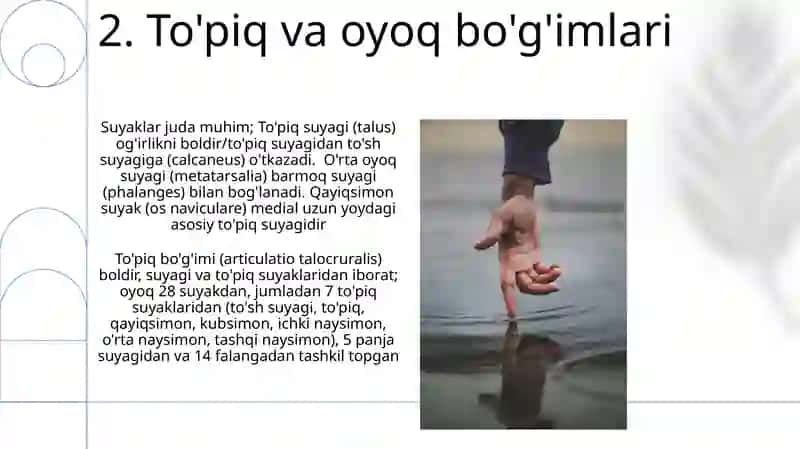 Oyoq suyaklari 4