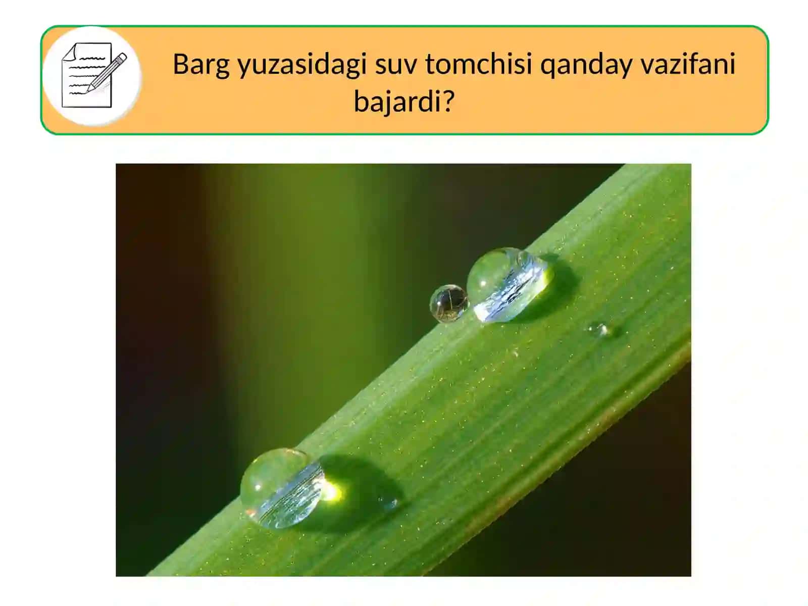 LINZALAR 4