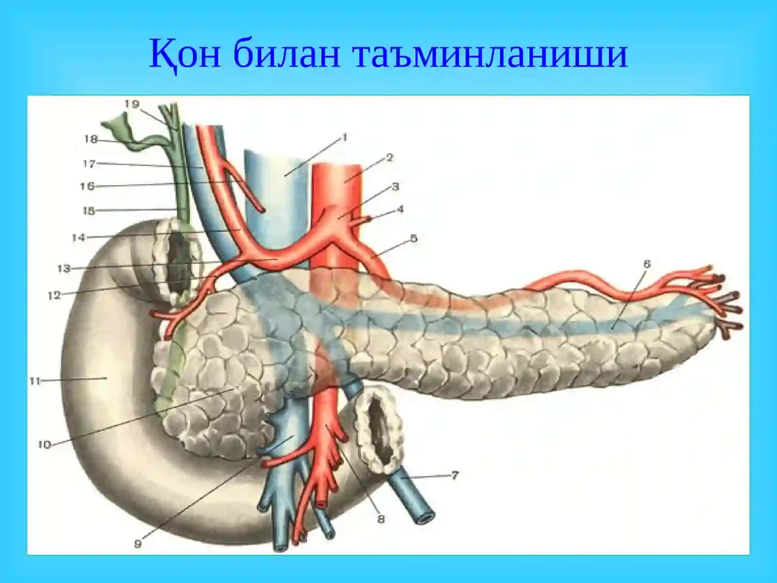 МЕЪДА ОСТИ БЕЗИ КАСАЛЛИКЛАРИ 4