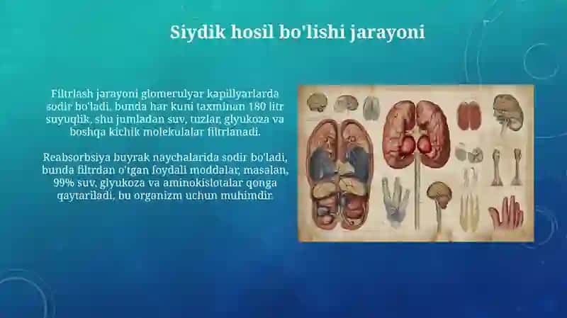 Siydik ayirish sistemasi 4