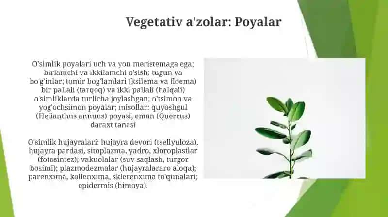 O'simlik Hujayra va To'qimalar 4
