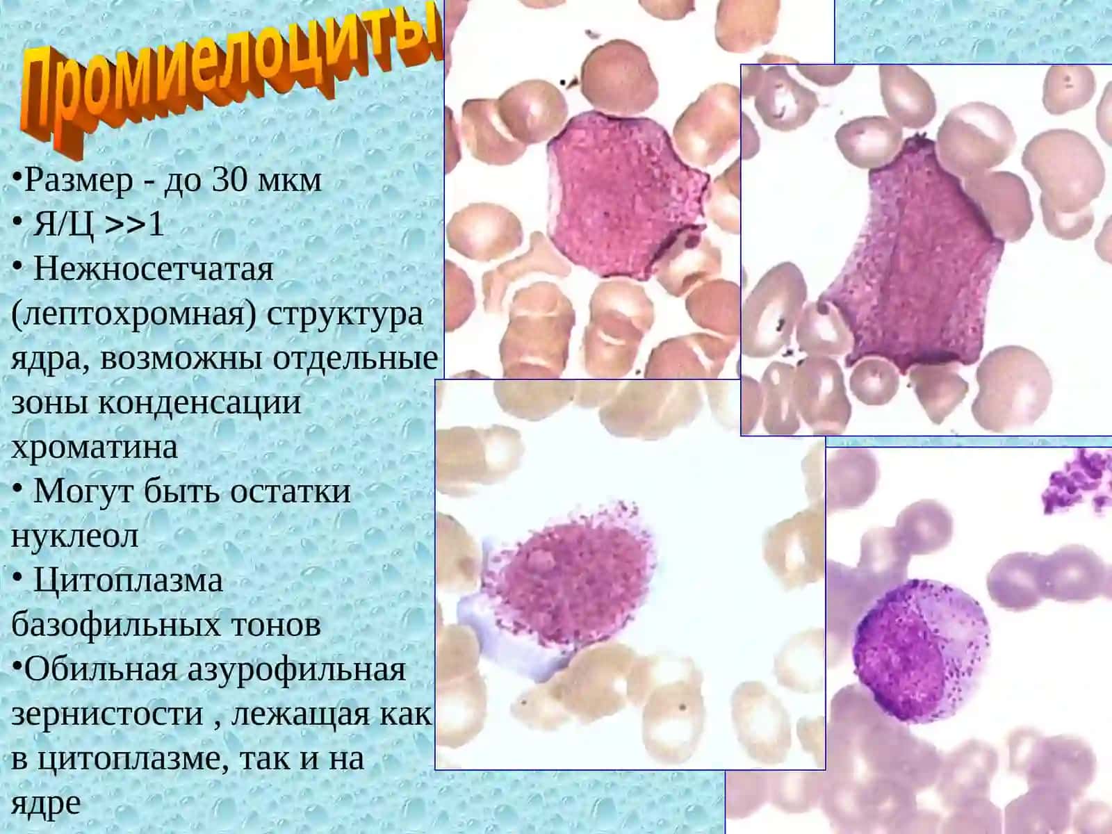 Морфология клеток гранулоцитарного ряда 4