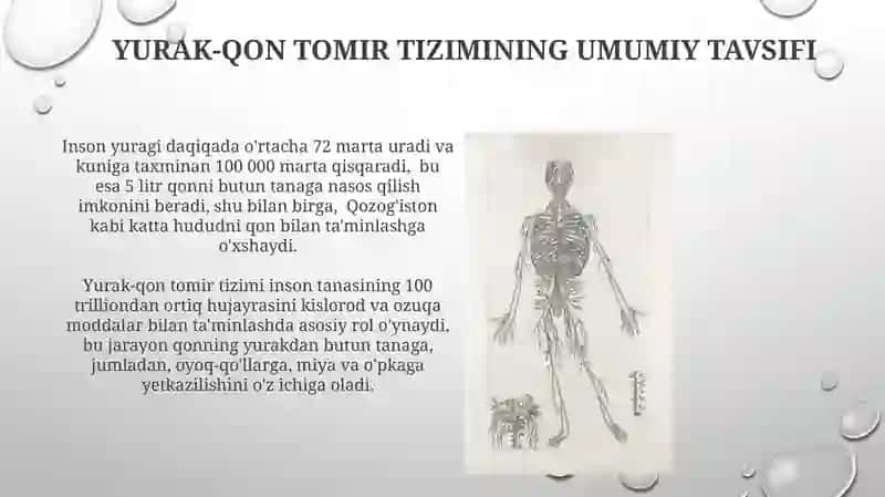 Yurak-qon tomir tizimining tuzilishi 4