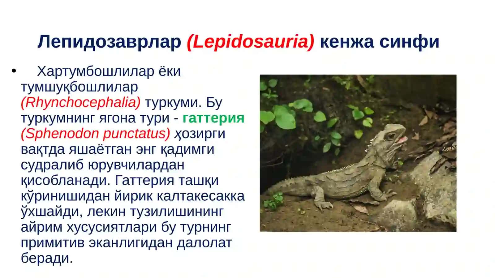 Судралибюрувчилар(Reptilia)синфинингсистематикаси 4