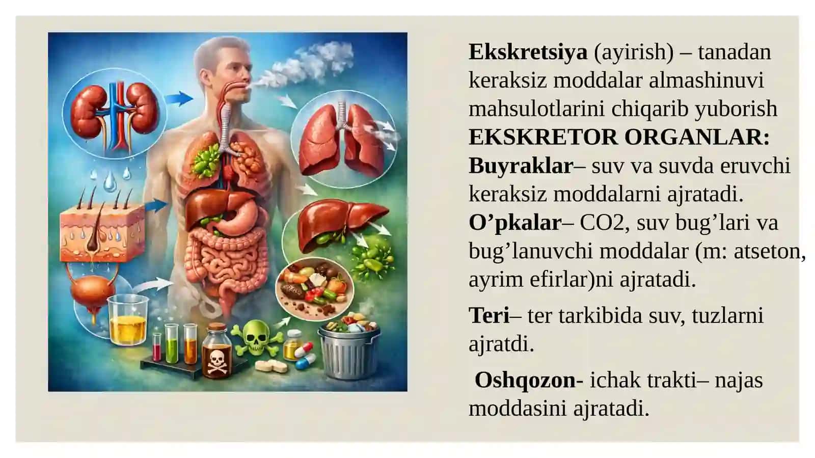 Fiziologiya prezintatsiya 4