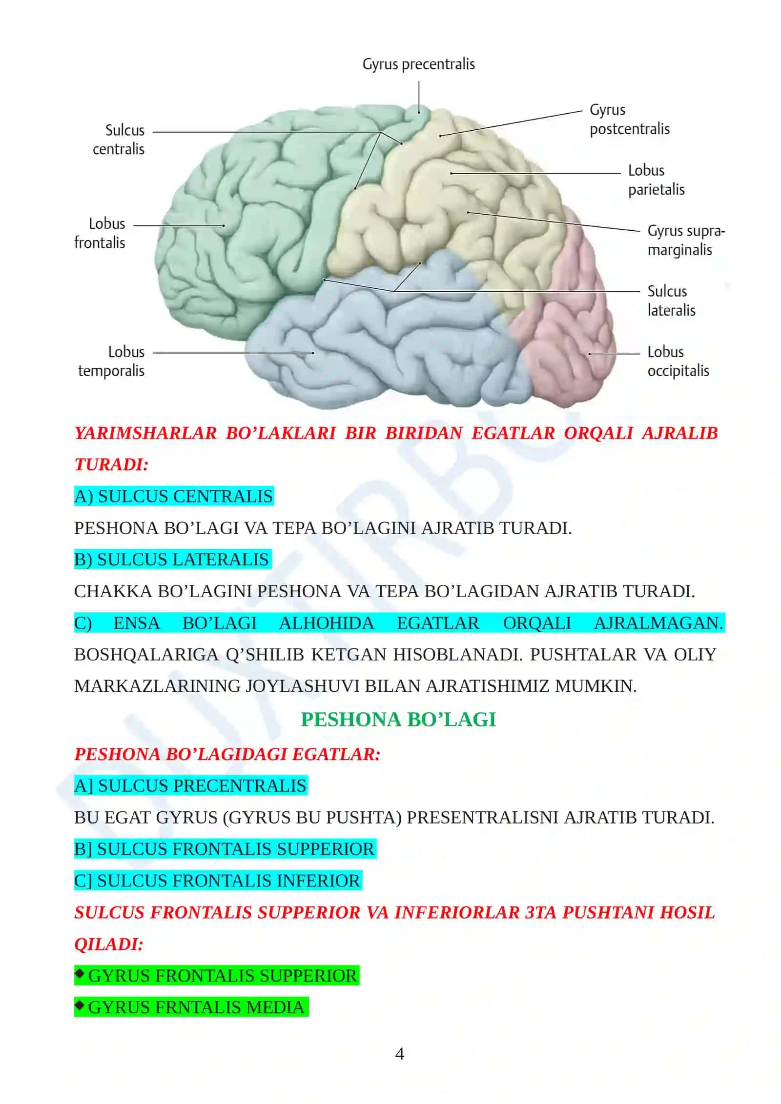 BOSHMIYA ANATOMIYASI 4