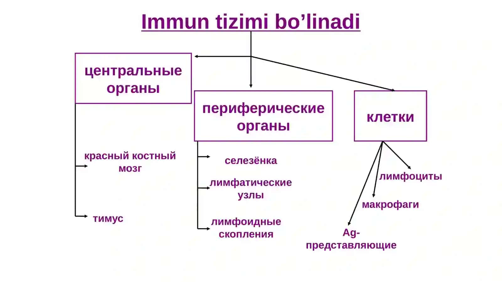 Тимус вафабрицияси 4