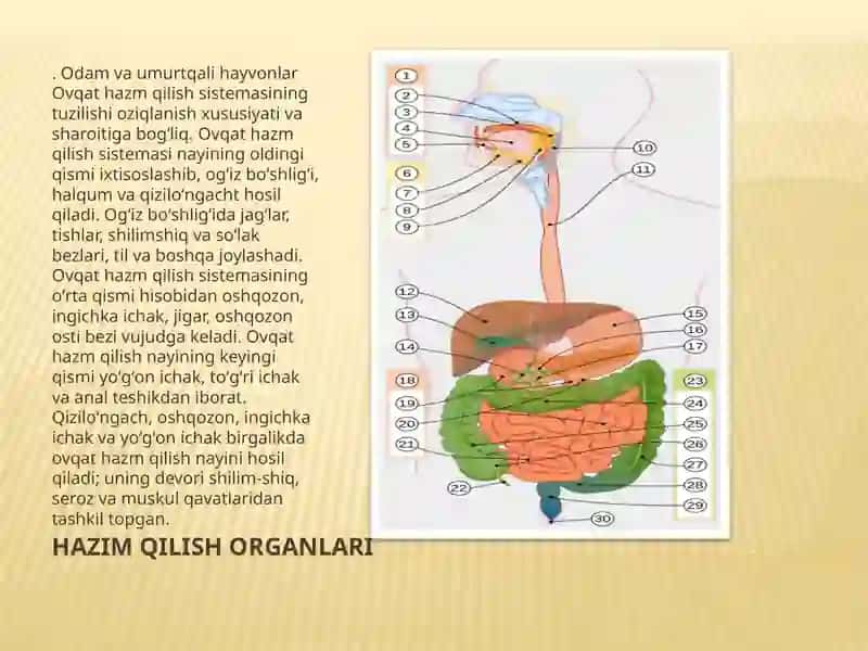 Hazmqilishsistemasivakasalliklar 4