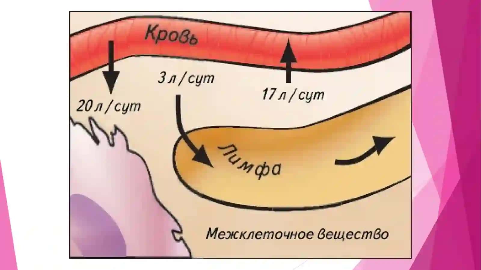 ЛИМФА РЕТИКУЛЯНЫЙ СИСТЕМА 4