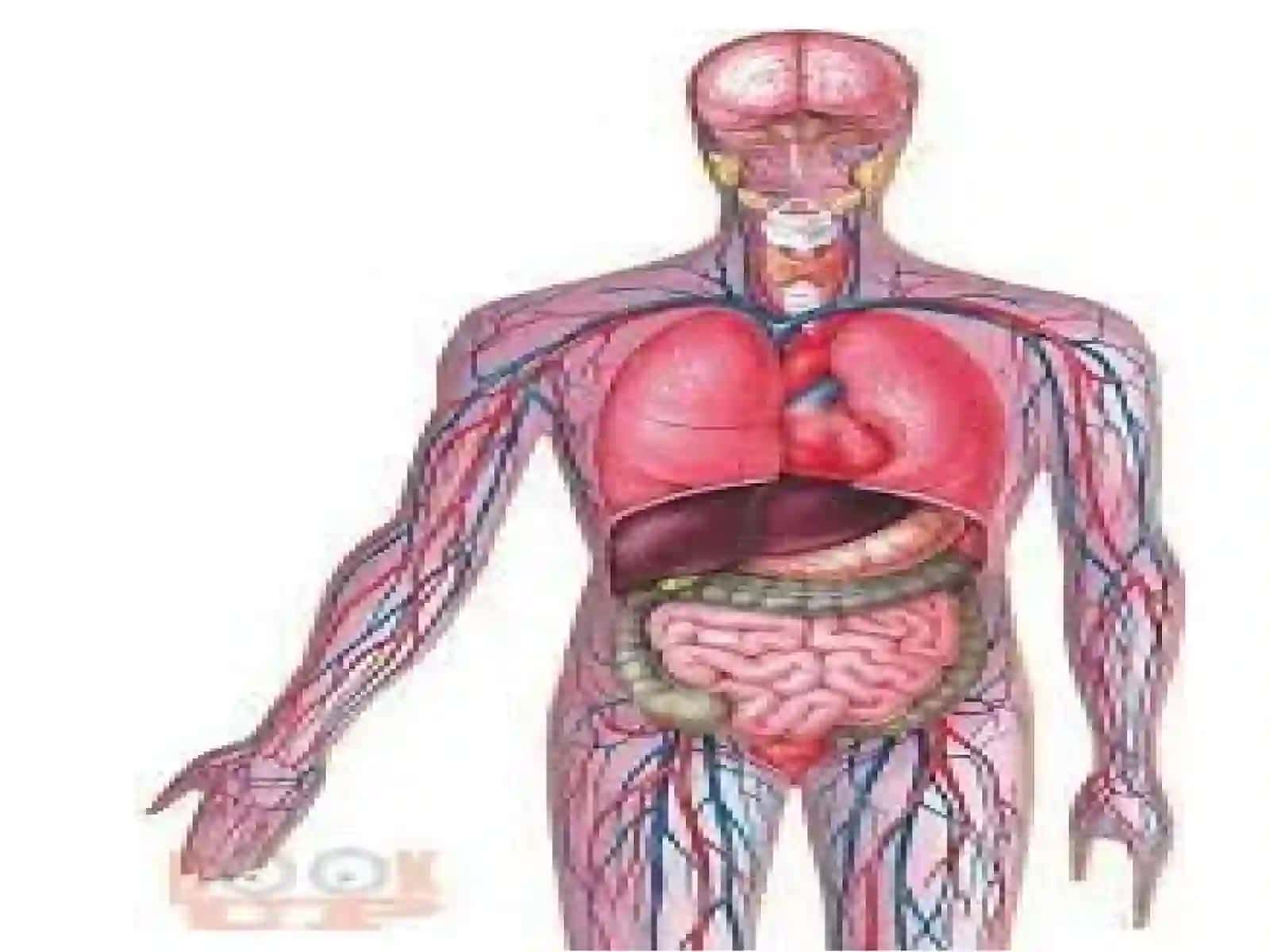 ICHKI ORGANLAR TOPOGRAFIYASI 4
