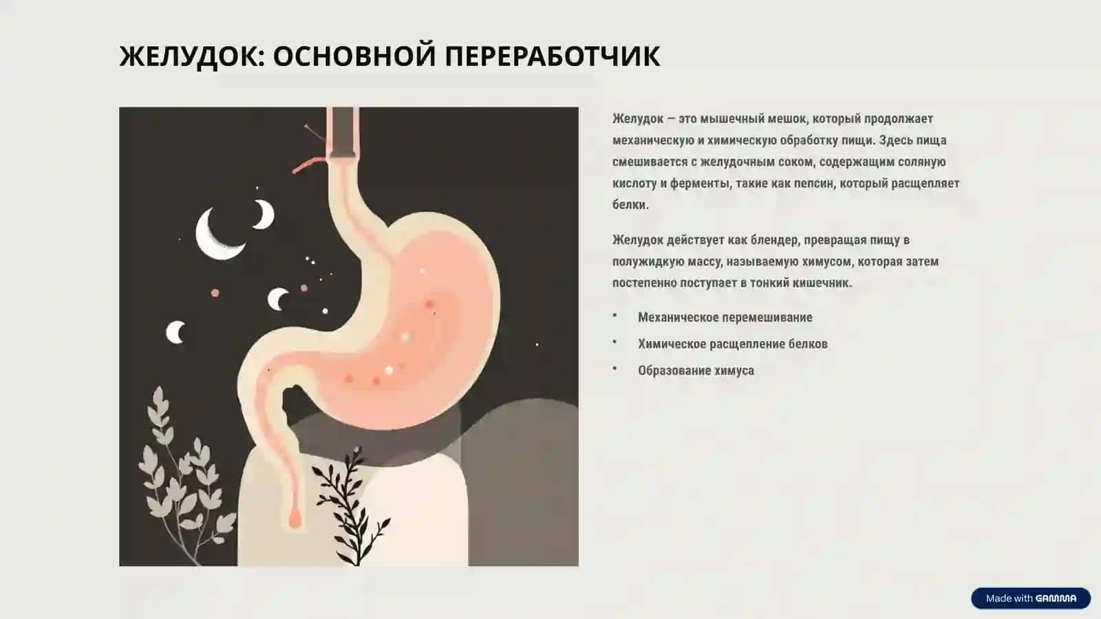 СИСТЕМА ПИЩЕВАРЕНИЯ: ПУТЕШЕСТВИЕ ЕДЫ 4