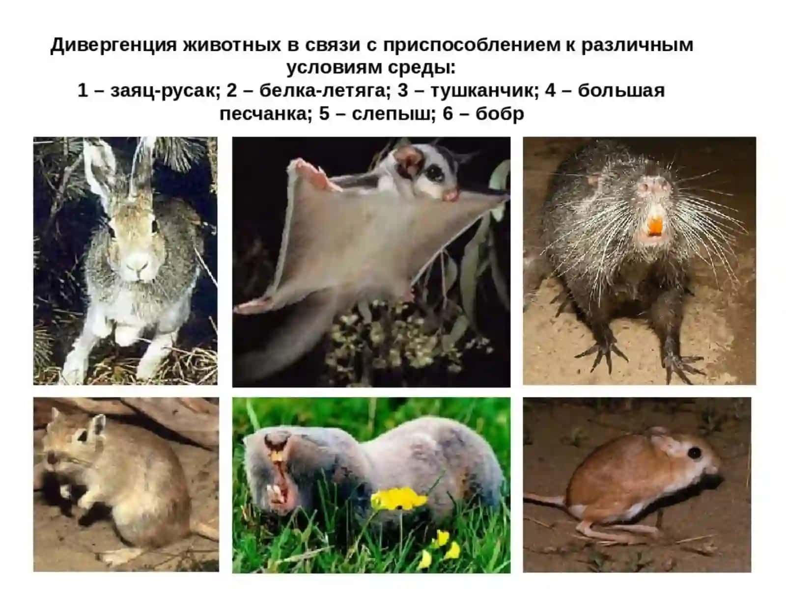 Макроэволюция ва унинг қонуниятлари 4