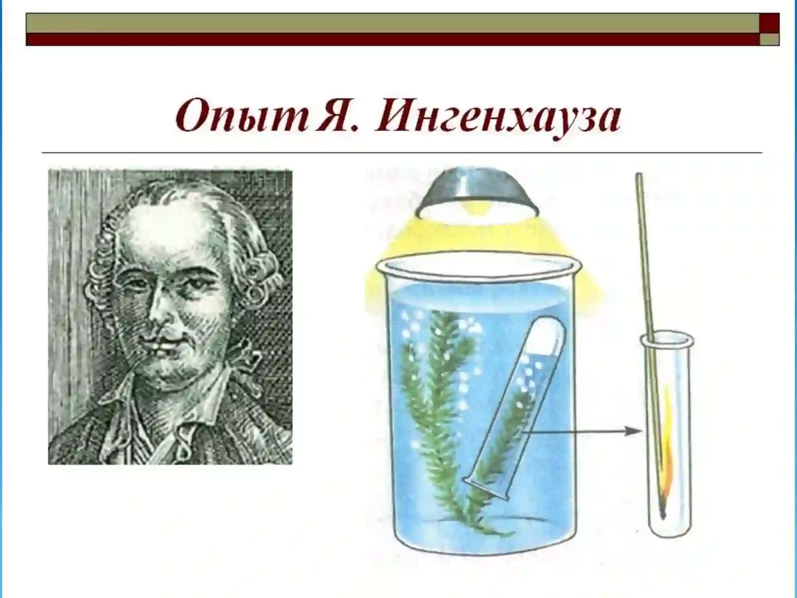 O'simliklar ozuqlanishi va o'g'it 4