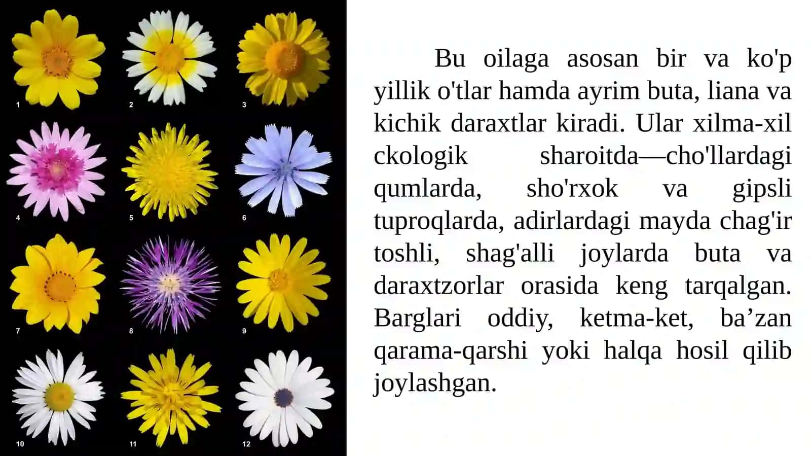 Qoqio'tdoshlar(murakkabguldoshlar) 4