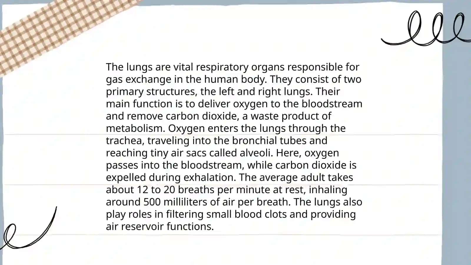 Lungs 4