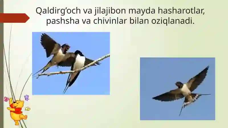 Bahorda o’lka mizga uchib keladigan qushlar 4