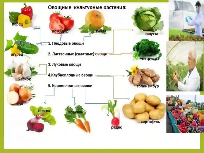 Сабзавот экинлари селекцияси 4