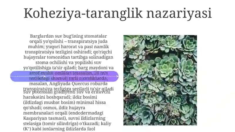 O‘simliklarda moddalarning harakati 4