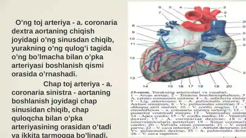 Qon tomirlar sistemasi 4