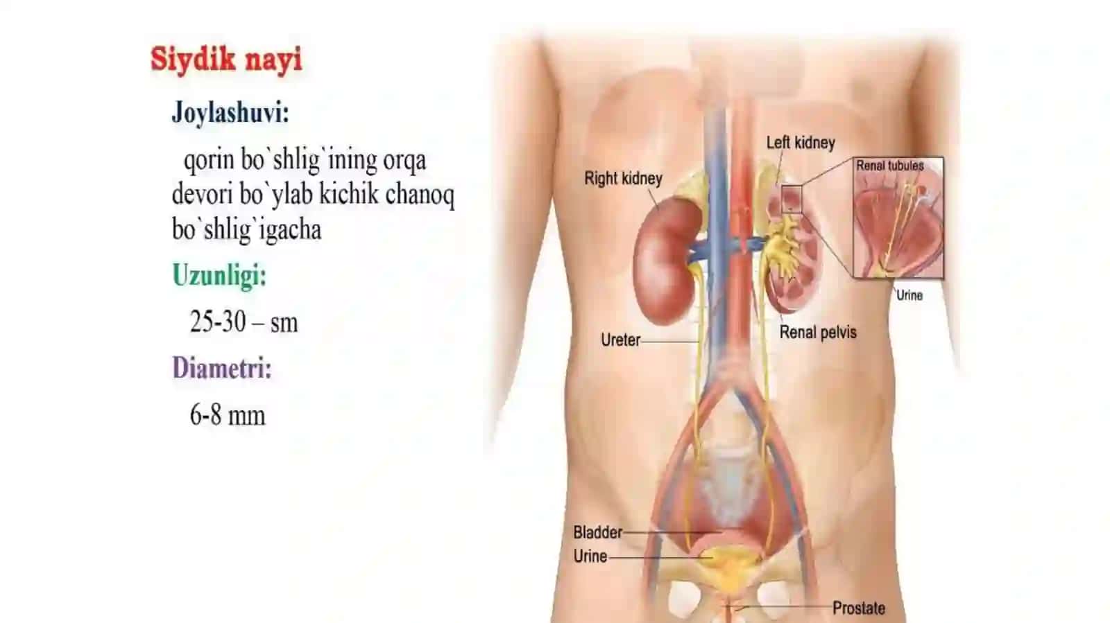 Siydik qovuqlarining uzunligi 4