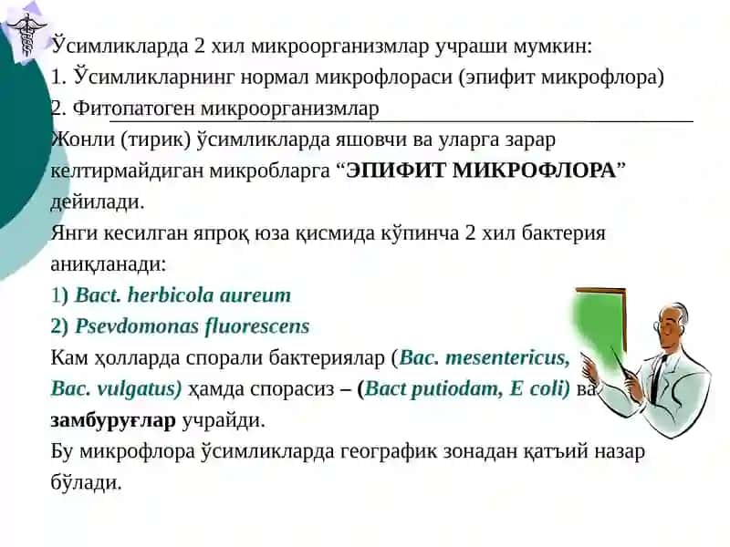 Доривор ўсимликлар хом ашёси 4