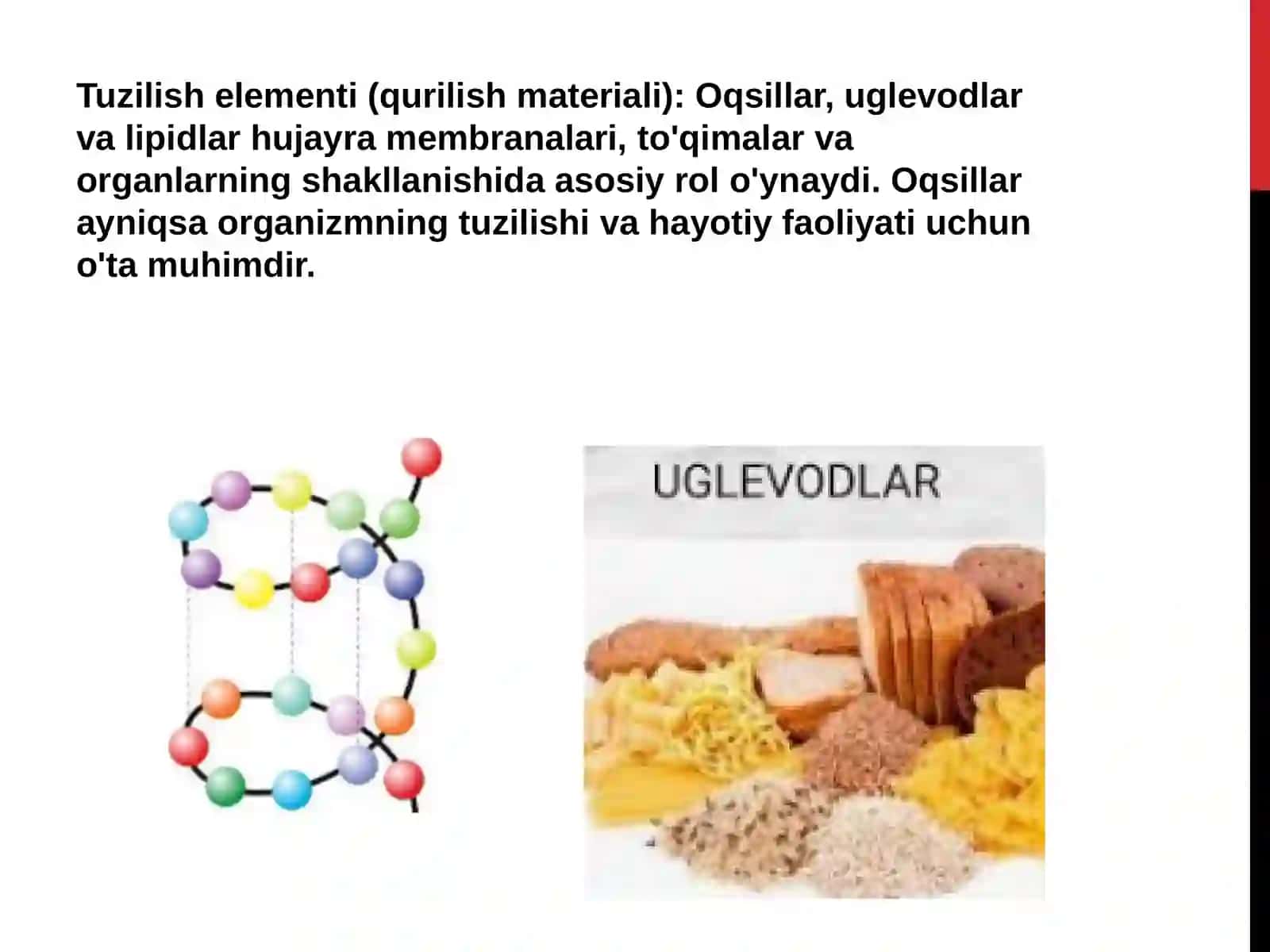 Tirik organizmlarda organik moddalarning roli 4