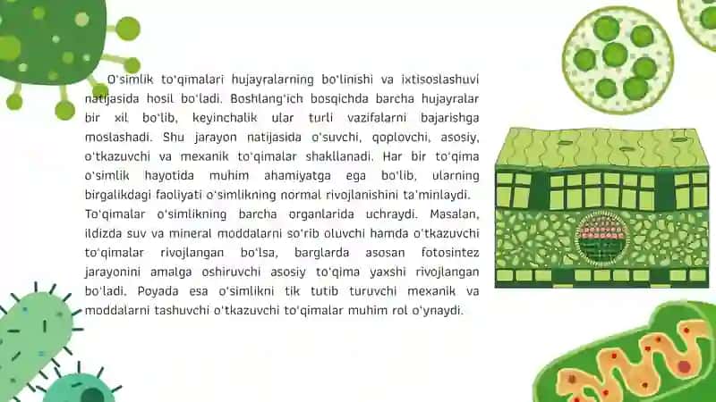 O`simlik to`qimalari. 4