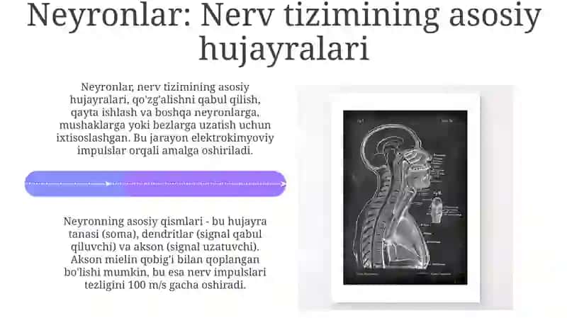 Nerv tizimi.Boshmiya,orqa miya 4