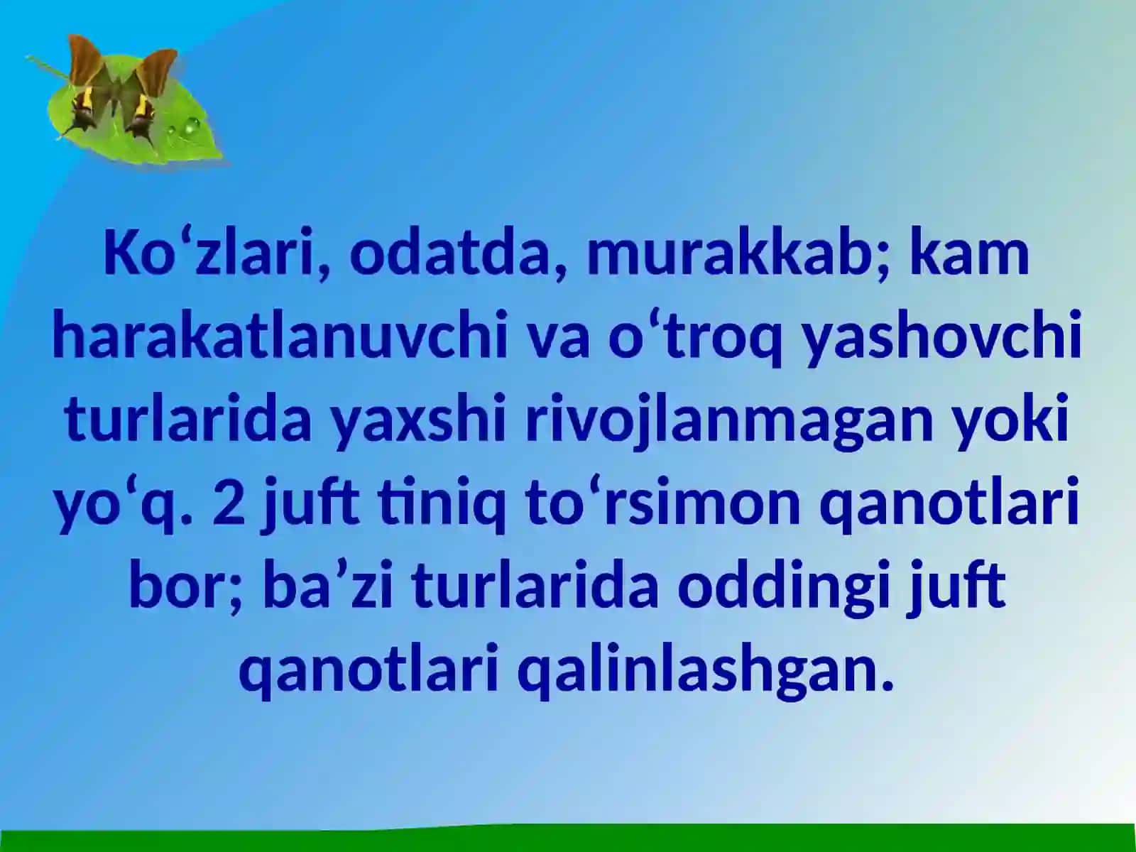 Teng qanotlilar(Homoptera) 4