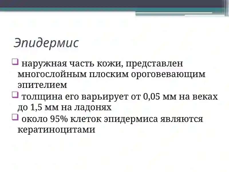 Строение кожи 4