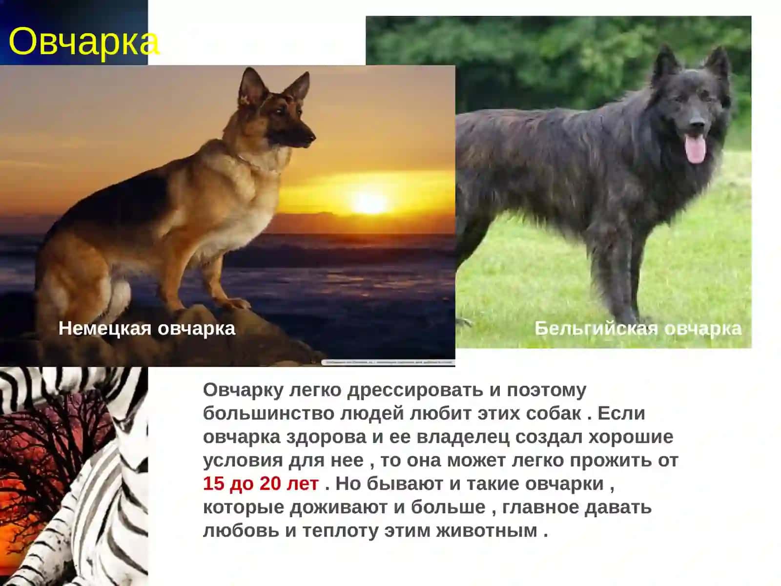 Как долго живут животные? 4
