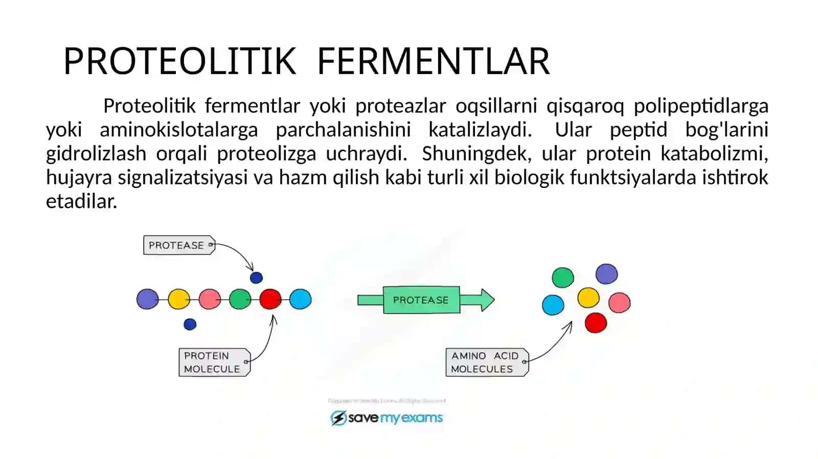 PROTEAZA FERMENTLARI 4