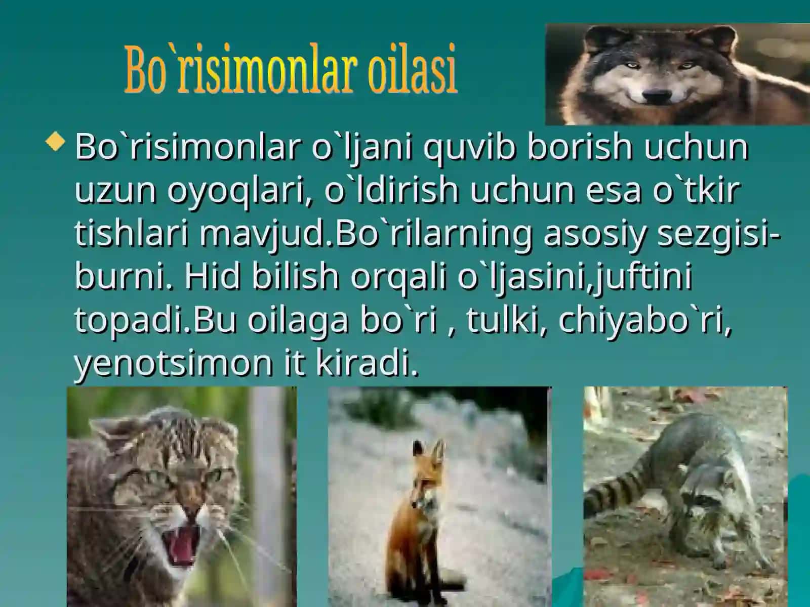 Baquvvat changalli oyoqlari 4