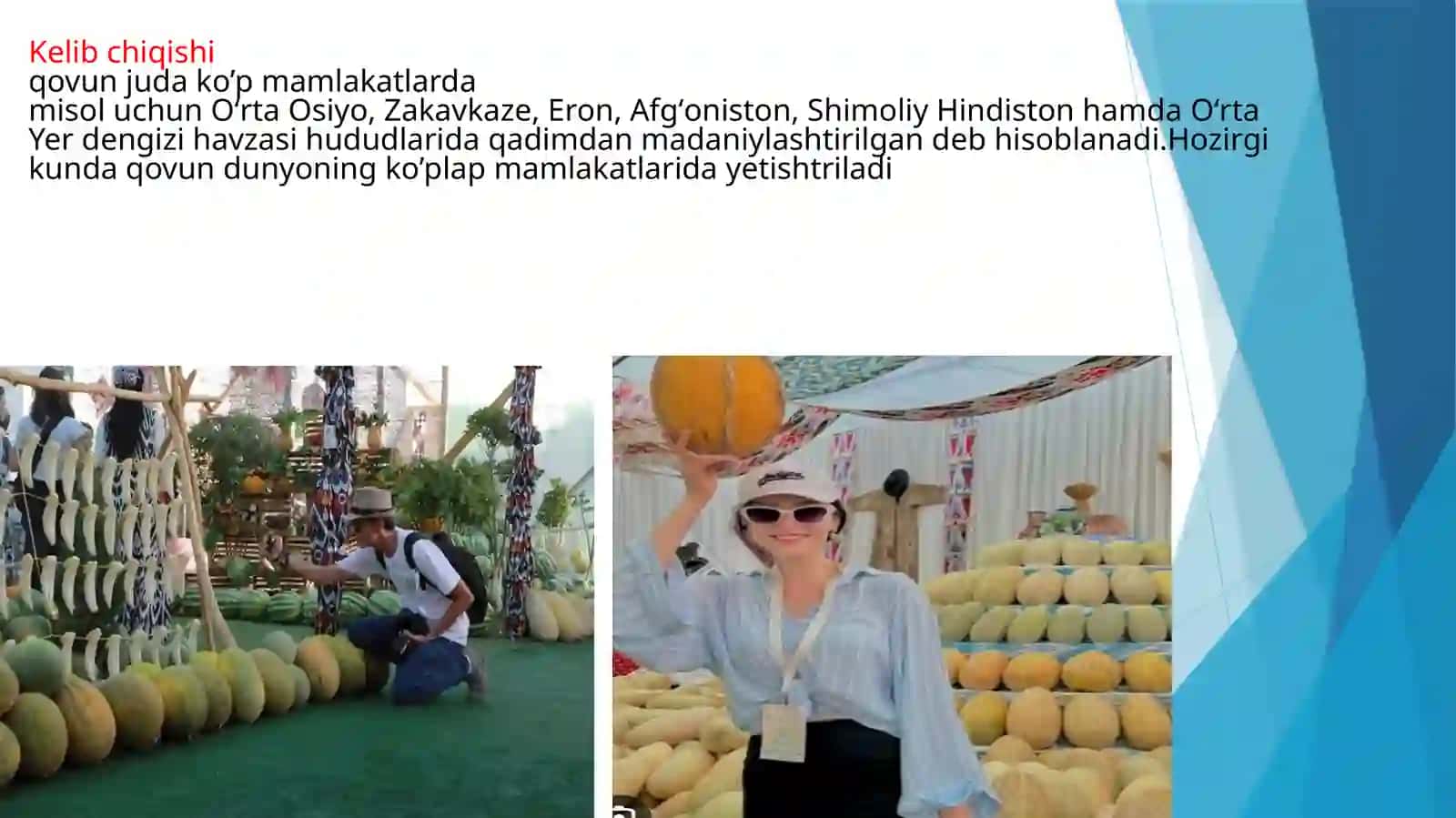 Qovun quritish texnologiyasi 4