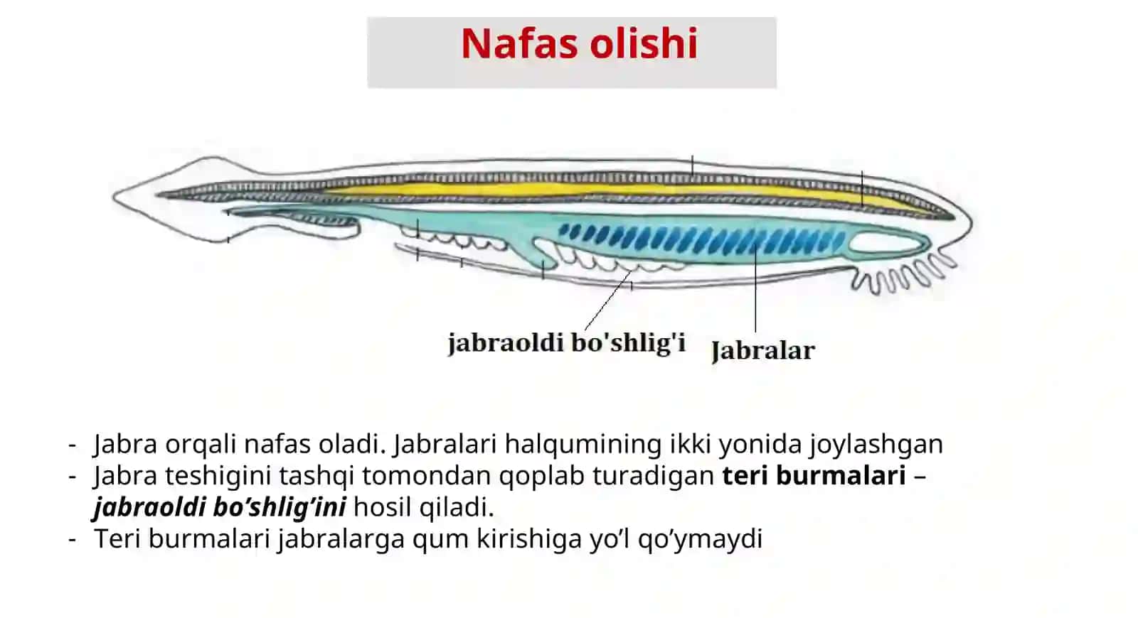 XORDALILAR TIPI 4