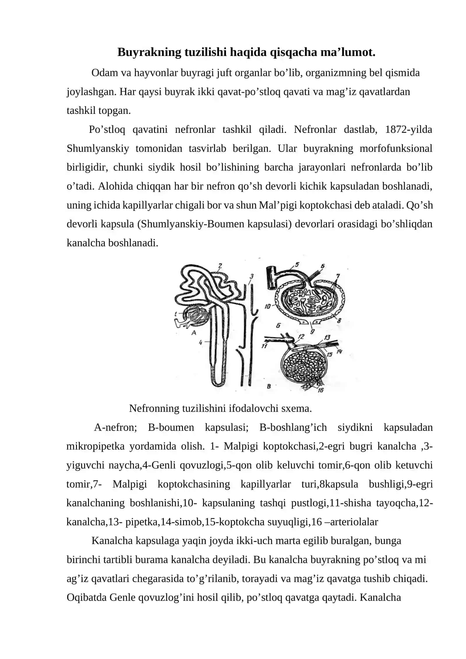 Ayiruv tizimi fiziologiyasi 4