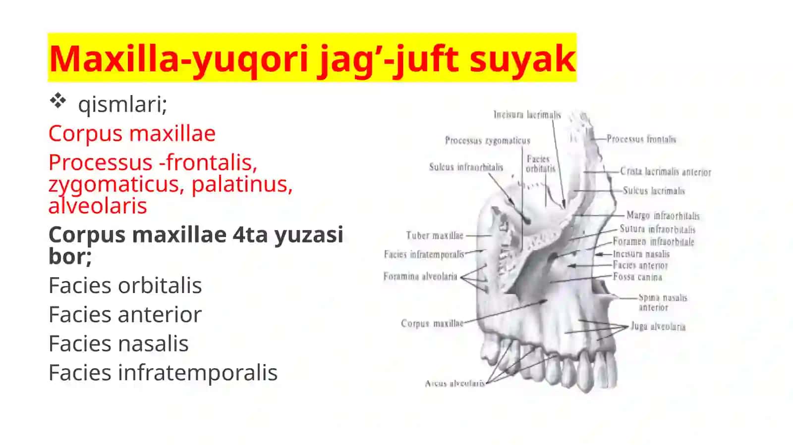 OSTEOLOGIYA 4