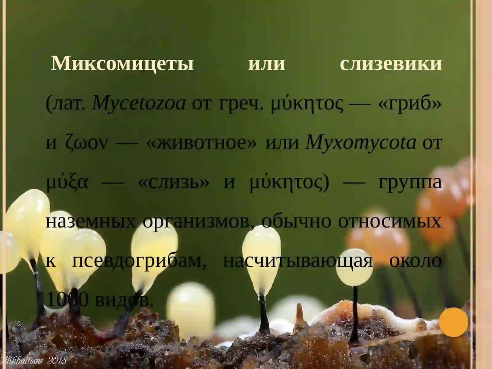 СТРОЕНИЕ И ЗНАЧЕНИЕ СЛИЗОВИКОВ В ПРИРОДЕ 4