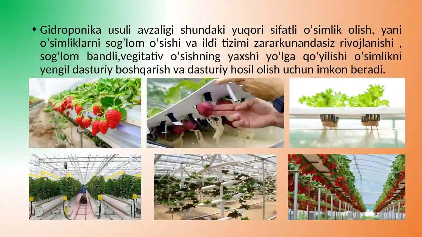 DORIVOR O'SIMLIKLARNI YETISHTIRISHDA GIDROPONIKA USULI 4