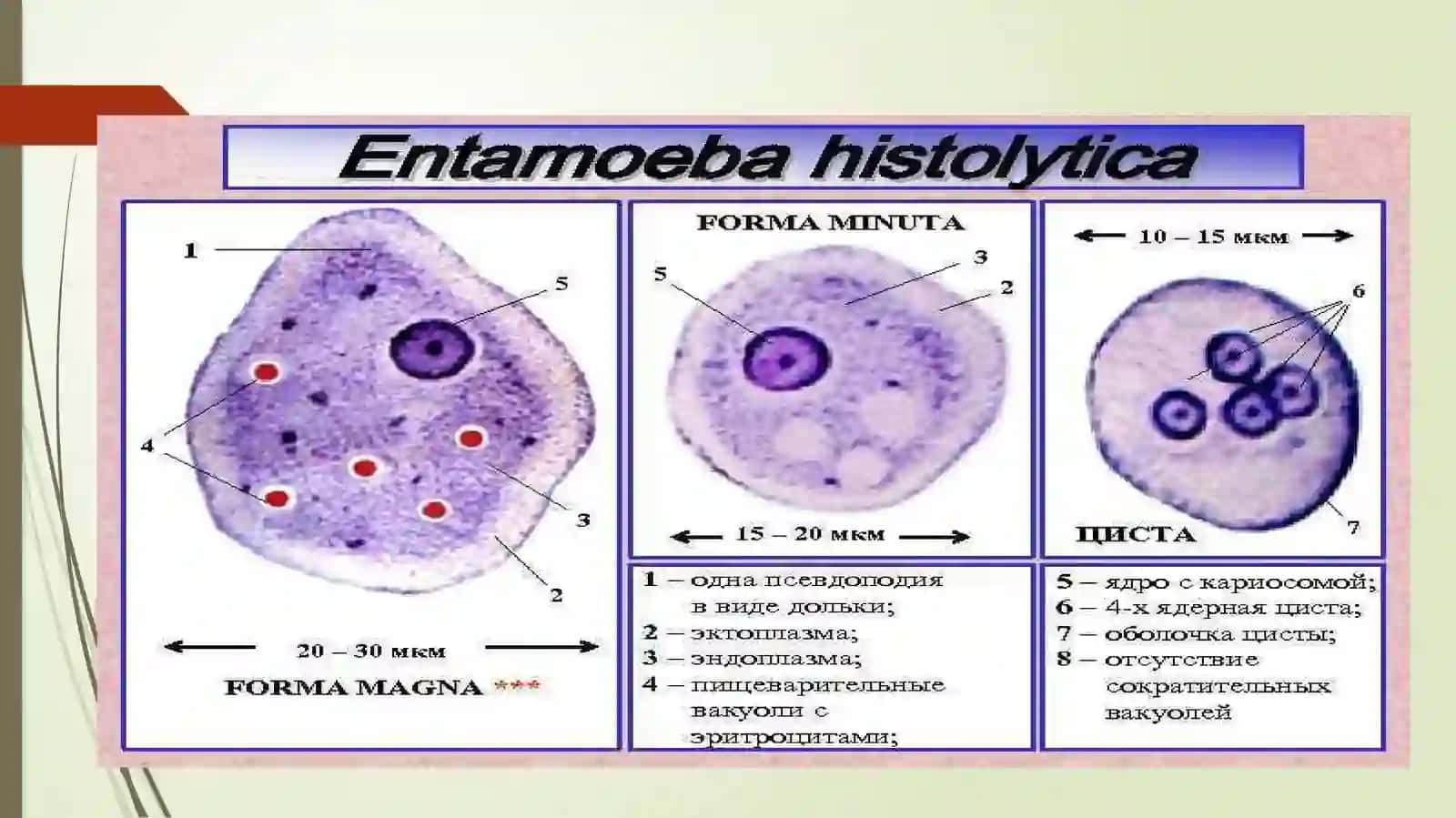 Entamoeba histolytica 4