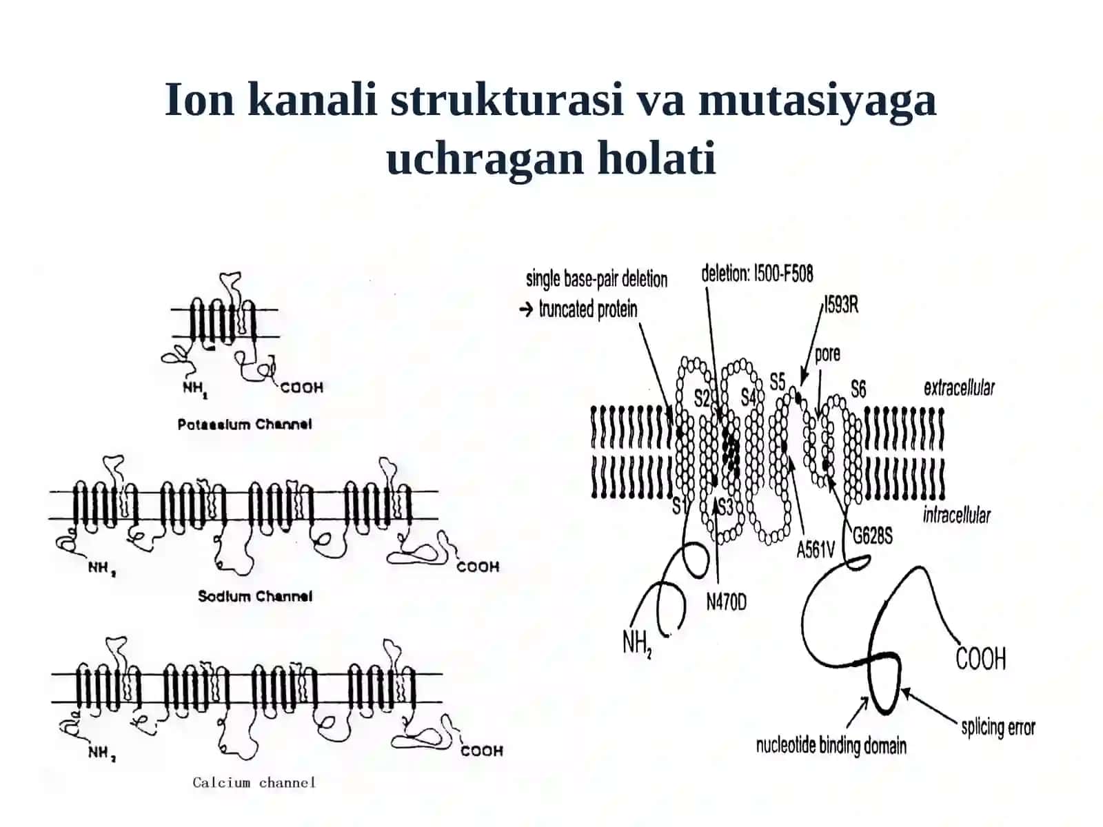 Kanalopatiya muammosiga zamonaviy yondoshuv 4