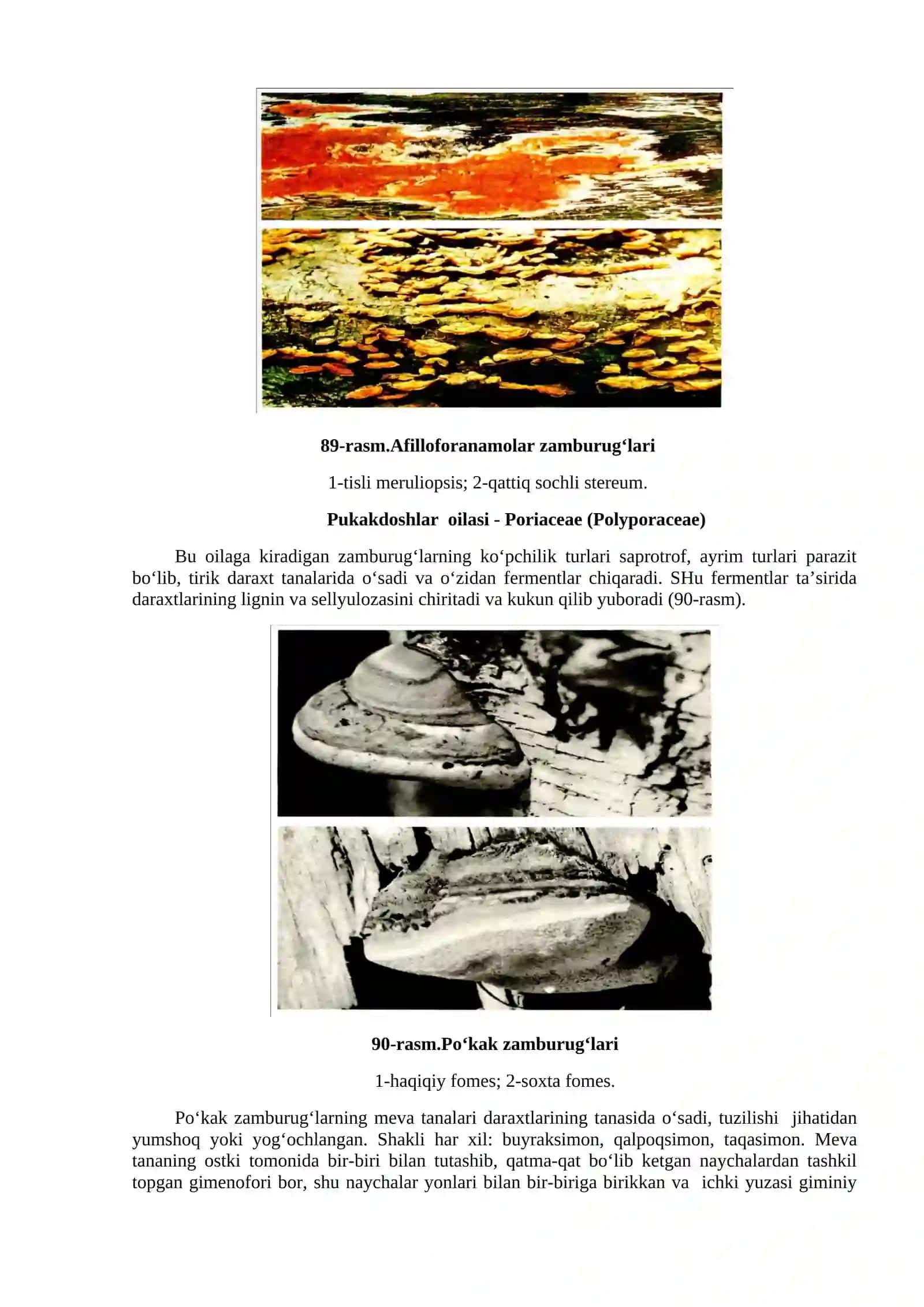 Bazidiomitsimonlar Ajdodi-Basidiomytestes 4