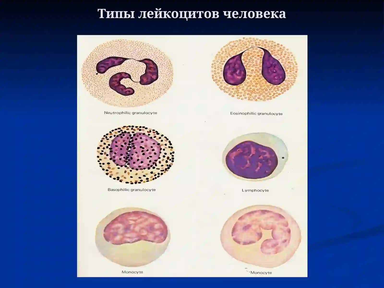 Кровь и кроветворение 4