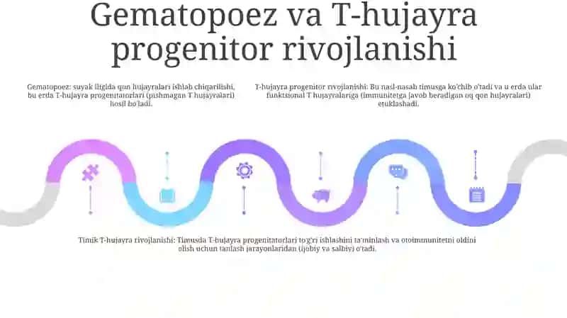 Timusdagi T Limfositlarning Yetilish Jarayoni 4