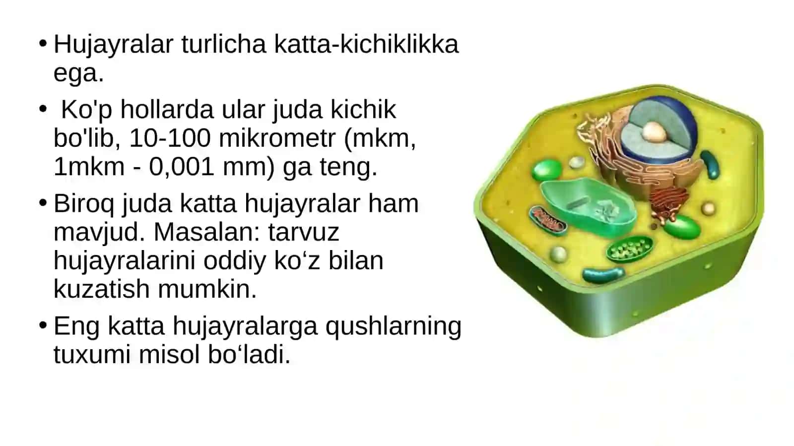 Eukariot hujayra 4